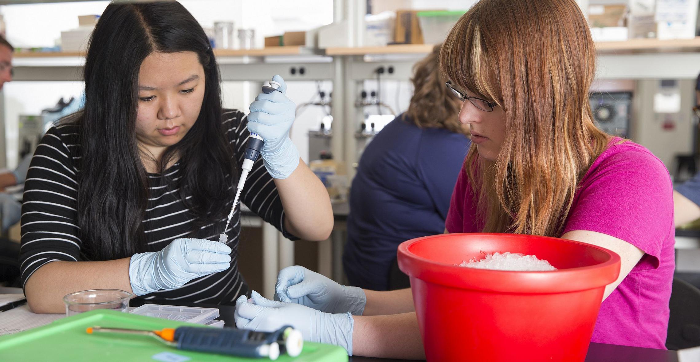 Students work on an experiment during their lab class. 